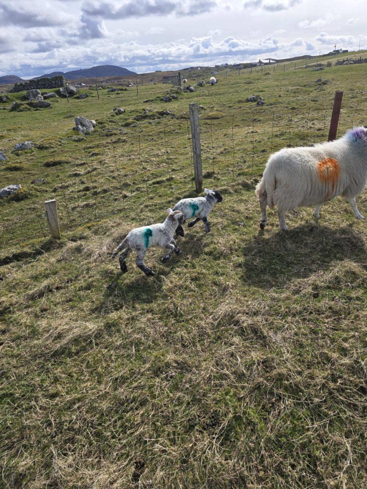 Barvas Squealing Pig Bothyヴィラ エクステリア 写真